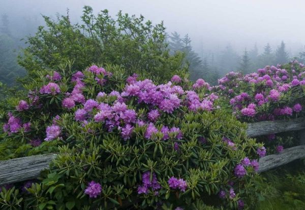 NC, Roan Mt Catawba rhododendrons along fence